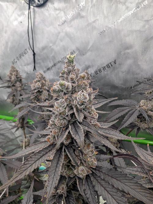 Fruits of breeding, let's c what happens. Week 9