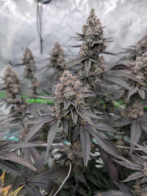 Fruits of breeding, let's c what happens. Week 9