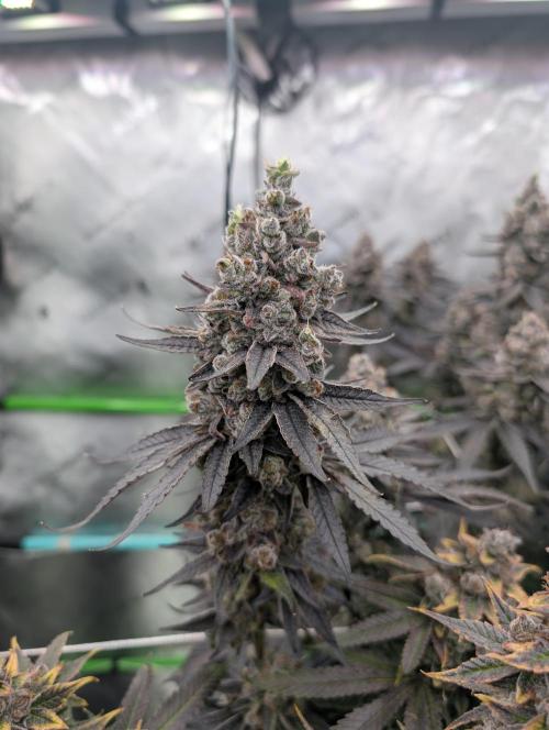 Fruits of breeding, let's c what happens. Week 9