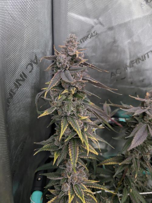Fruits of breeding, let's c what happens. Week 9