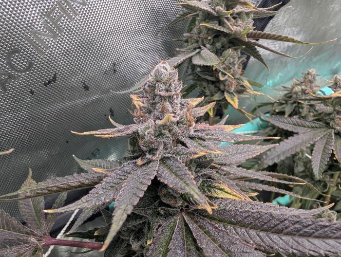 Fruits of breeding, let's c what happens. Week 9
