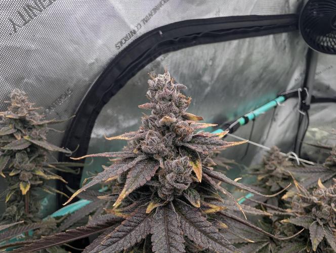 Fruits of breeding, let's c what happens. Week 9