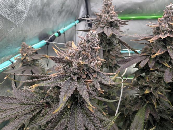 Fruits of breeding, let's c what happens. Week 9