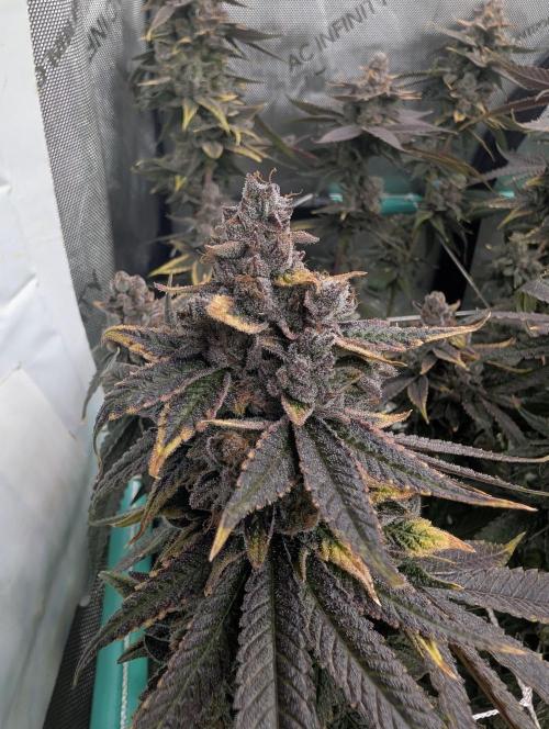 Fruits of breeding, let's c what happens. Week 9