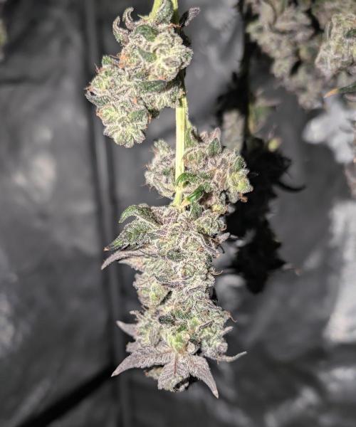 Fruits of breeding, let's c what happens. Week 9