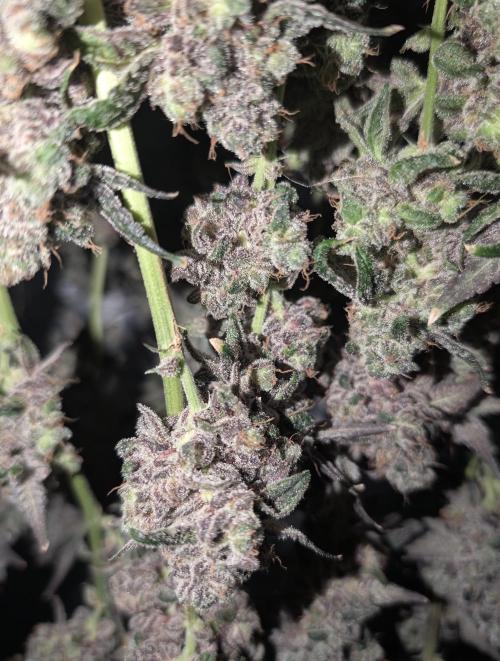 Fruits of breeding, let's c what happens. Week 9