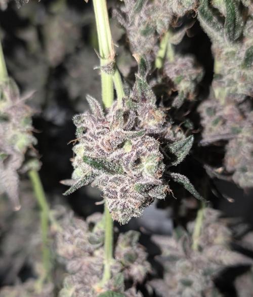 Fruits of breeding, let's c what happens. Week 9