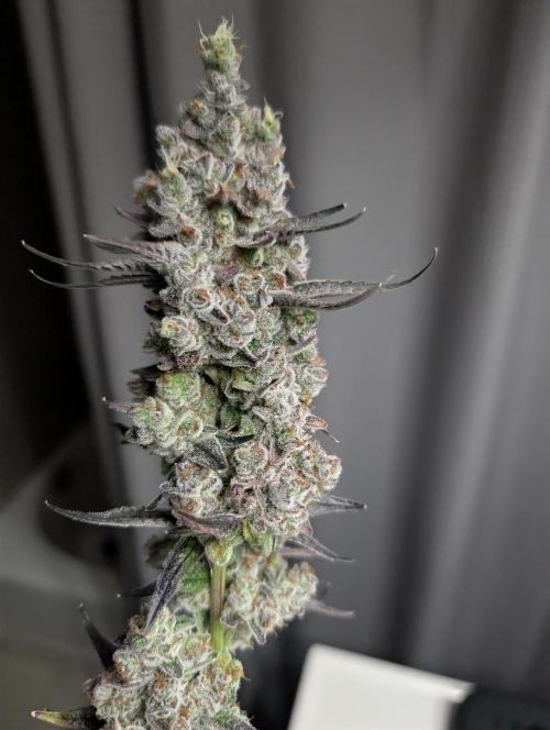 Fruits of breeding, let's c what happens. Week 10