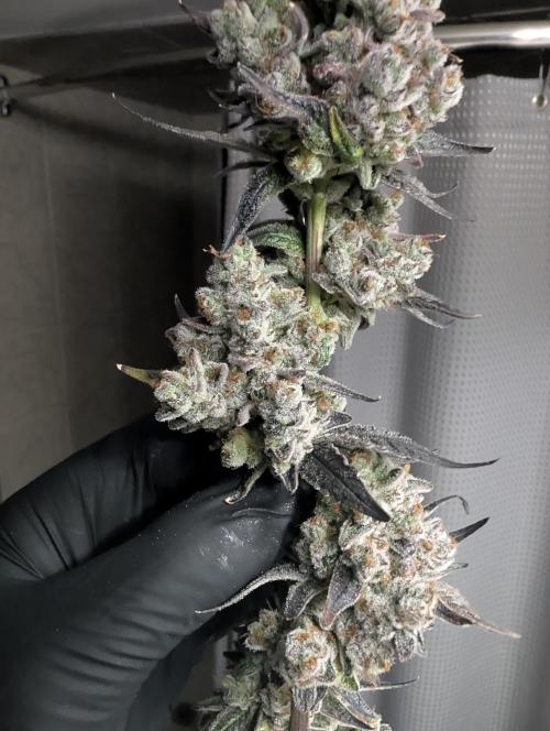 Fruits of breeding, let's c what happens. Week 10