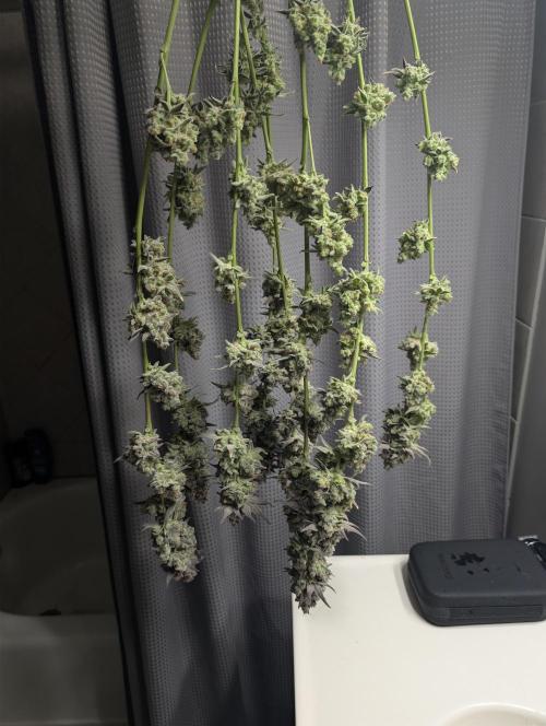Fruits of breeding, let's c what happens. Week 10