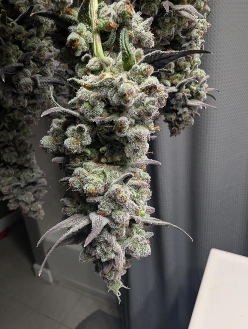 Fruits of breeding, let's c what happens. Week 10