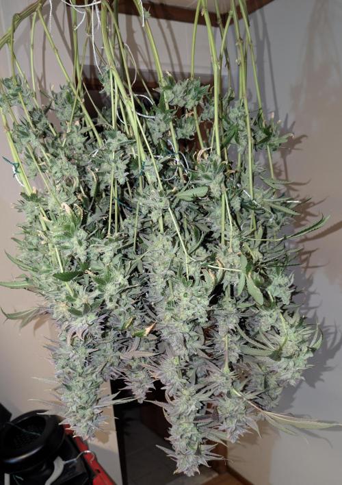 Fruits of breeding, let's c what happens. Week 10