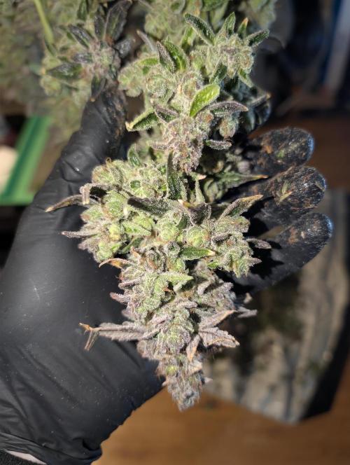 Fruits of breeding, let's c what happens. Week 10