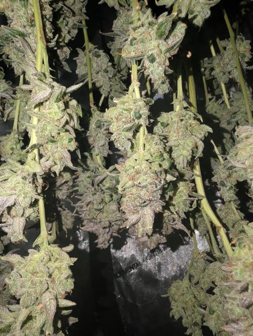 Fruits of breeding, let's c what happens. Week 10
