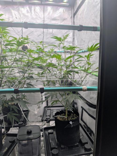New Girls!. Week 1 - D1