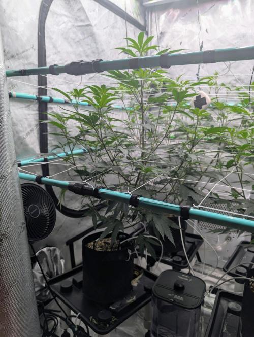 New Girls!. Week 1 - D1