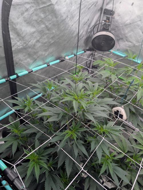 New Girls!. Week 1 - D1