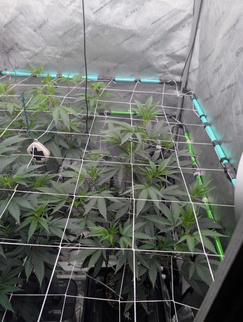 New Girls!. Week 1 - D1