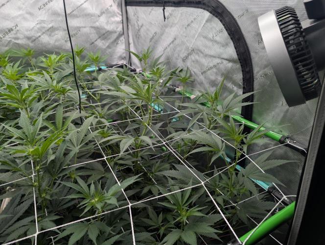 New Girls!. Week 2 - D10 Chocolate Pie