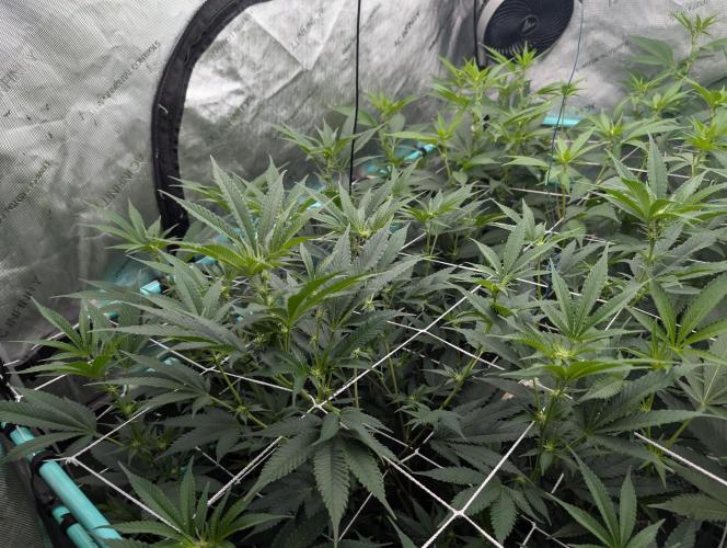 New Girls!. Week 2 - D10 Ice Berry Cake