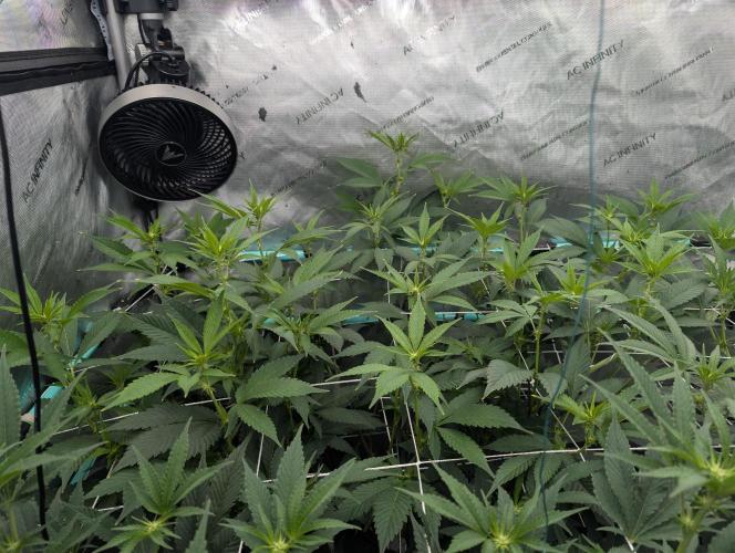 New Girls!. Week 2 - D10 White Burgundy