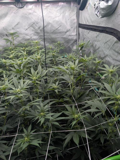 New Girls!. Week 2 - D14