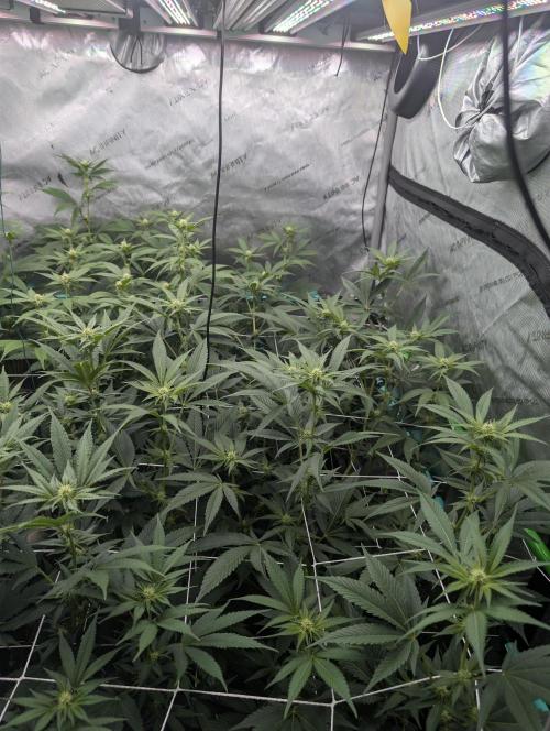 New Girls!. Week 3 - D15 CP