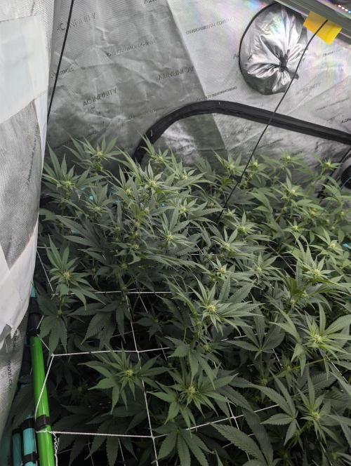 New Girls!. Week 3 - D15 IBC