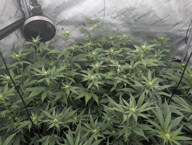 New Girls!. Week 3 - D15 WB