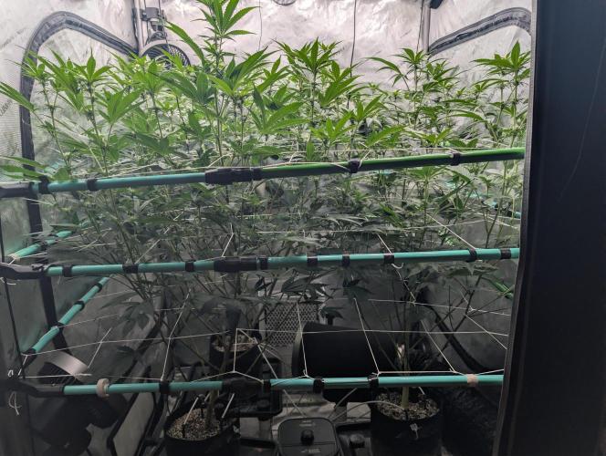 New Girls!. Week 3 - D15