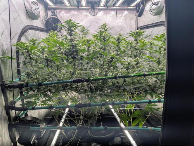 New Girls!. Week 4 - D24