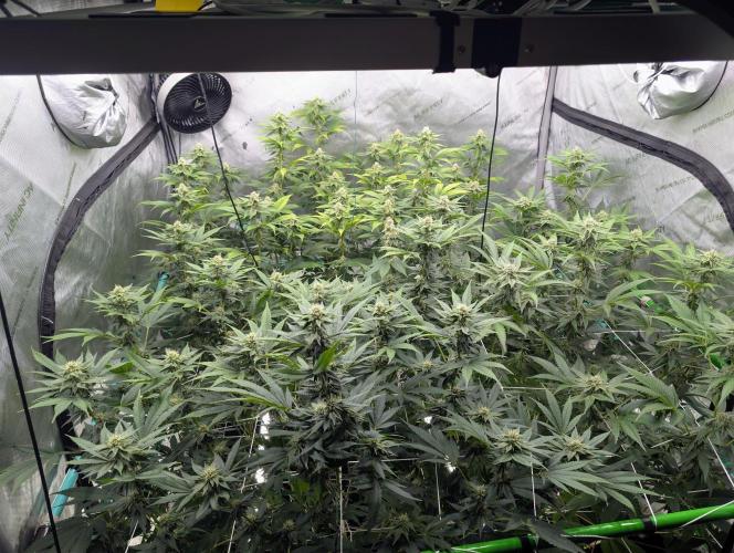 New Girls!. Week 4 - D24