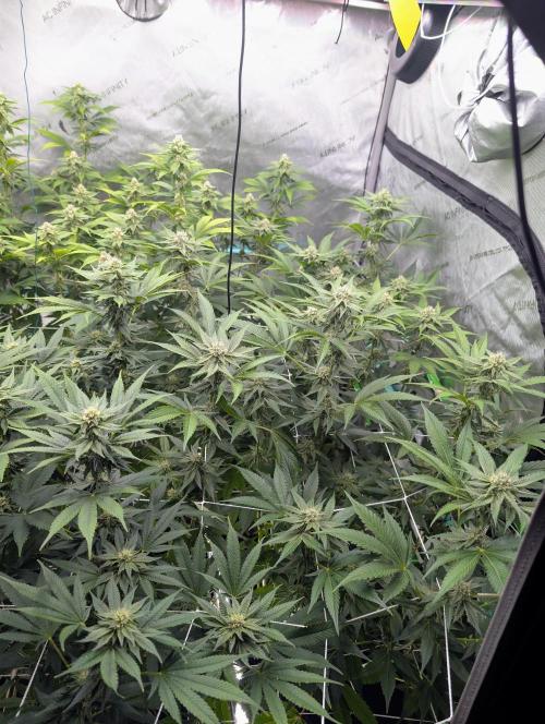 New Girls!. Week 4 - D24