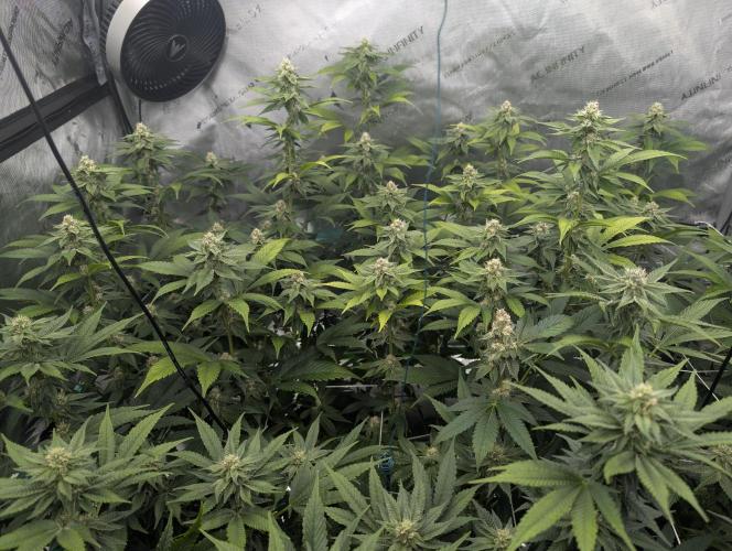 New Girls!. Week 4 - D24