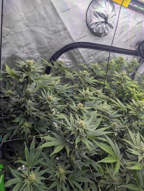 New Girls!. Week 4 - D24