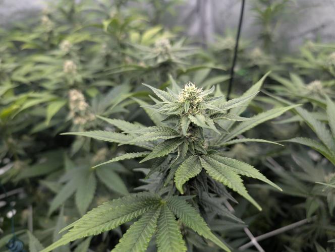 New Girls!. Week 4 - D24