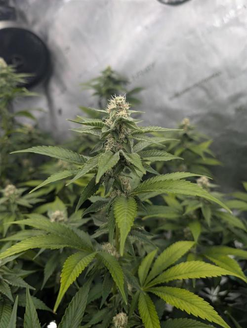 New Girls!. Week 4 - D24