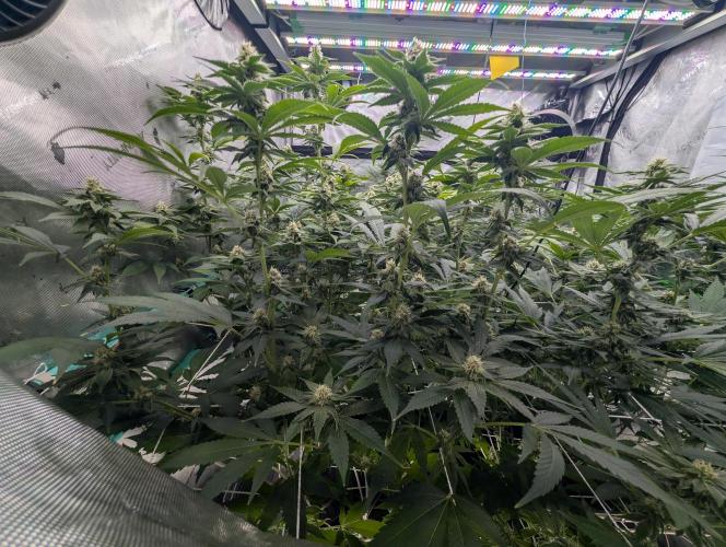 New Girls!. Week 4 - D24