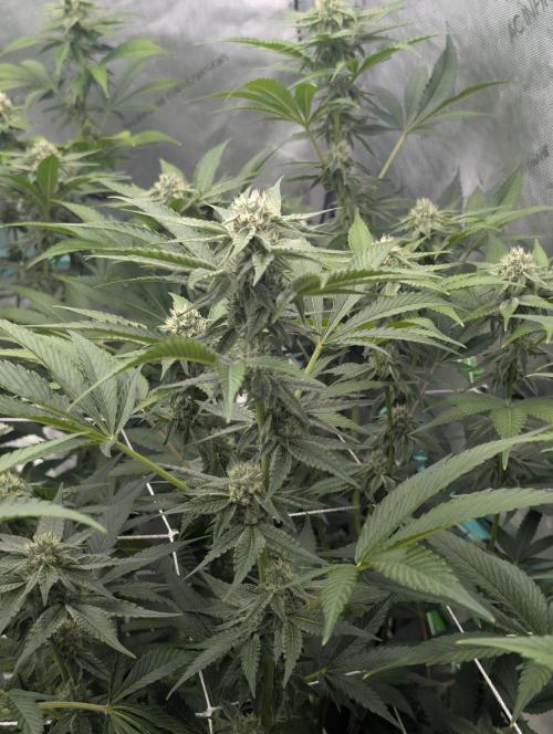 New Girls!. Week 4 - D24