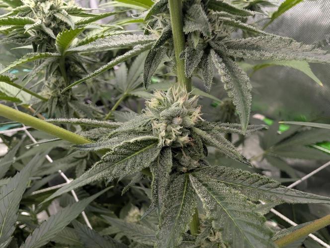 New Girls!. Week 4 - D24