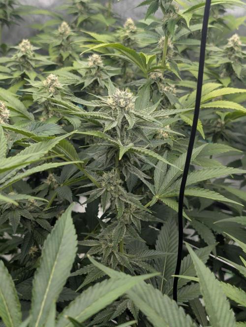 New Girls!. Week 4 - D24