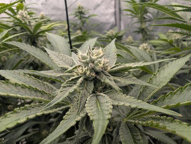 New Girls!. Week 4 - D24