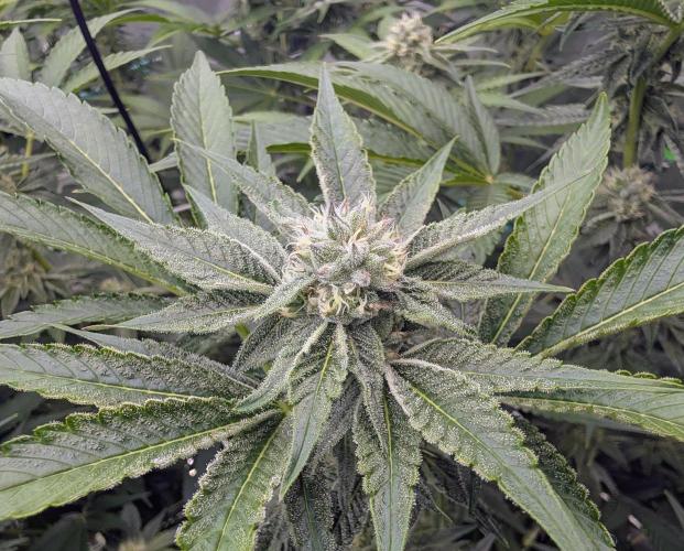 New Girls!. Week 4 - Chocolate Pie D25