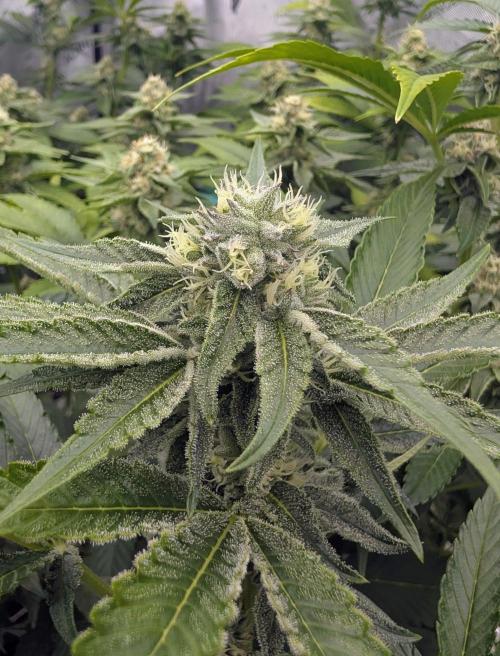New Girls!. Week 4 - Chocolate Pie D25
