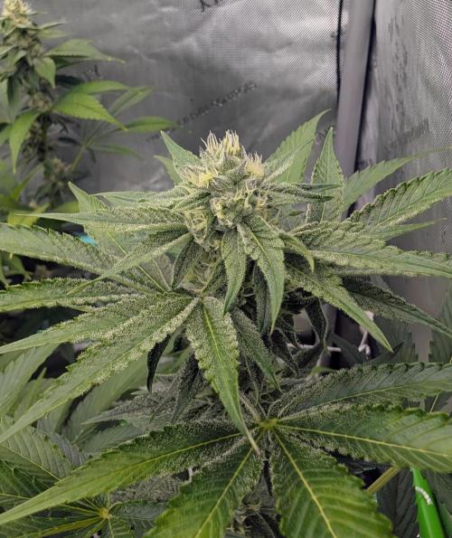 New Girls!. Week 4 - Chocolate Pie D25