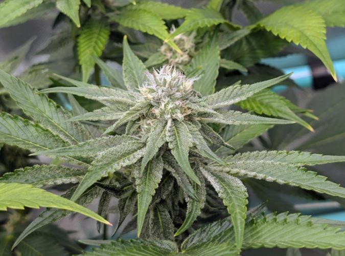 New Girls!. Week 4 - Chocolate Pie D25