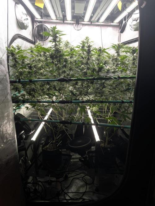 New Girls!. Week 5