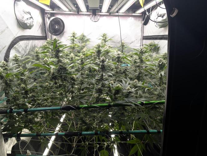 New Girls!. Week 5
