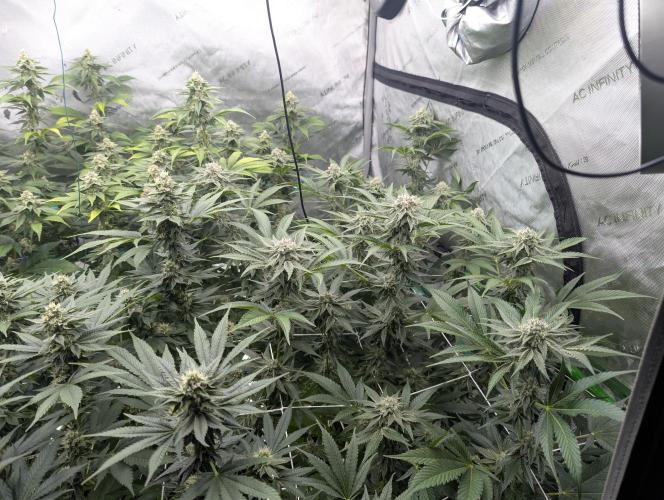 New Girls!. Week 5