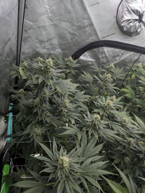 New Girls!. Week 5